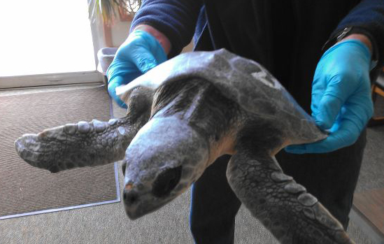 LightHawk: Battered by storms and stunned by cold water, this Kemp's ridley sea turtle had just been cleared for takeoff. 