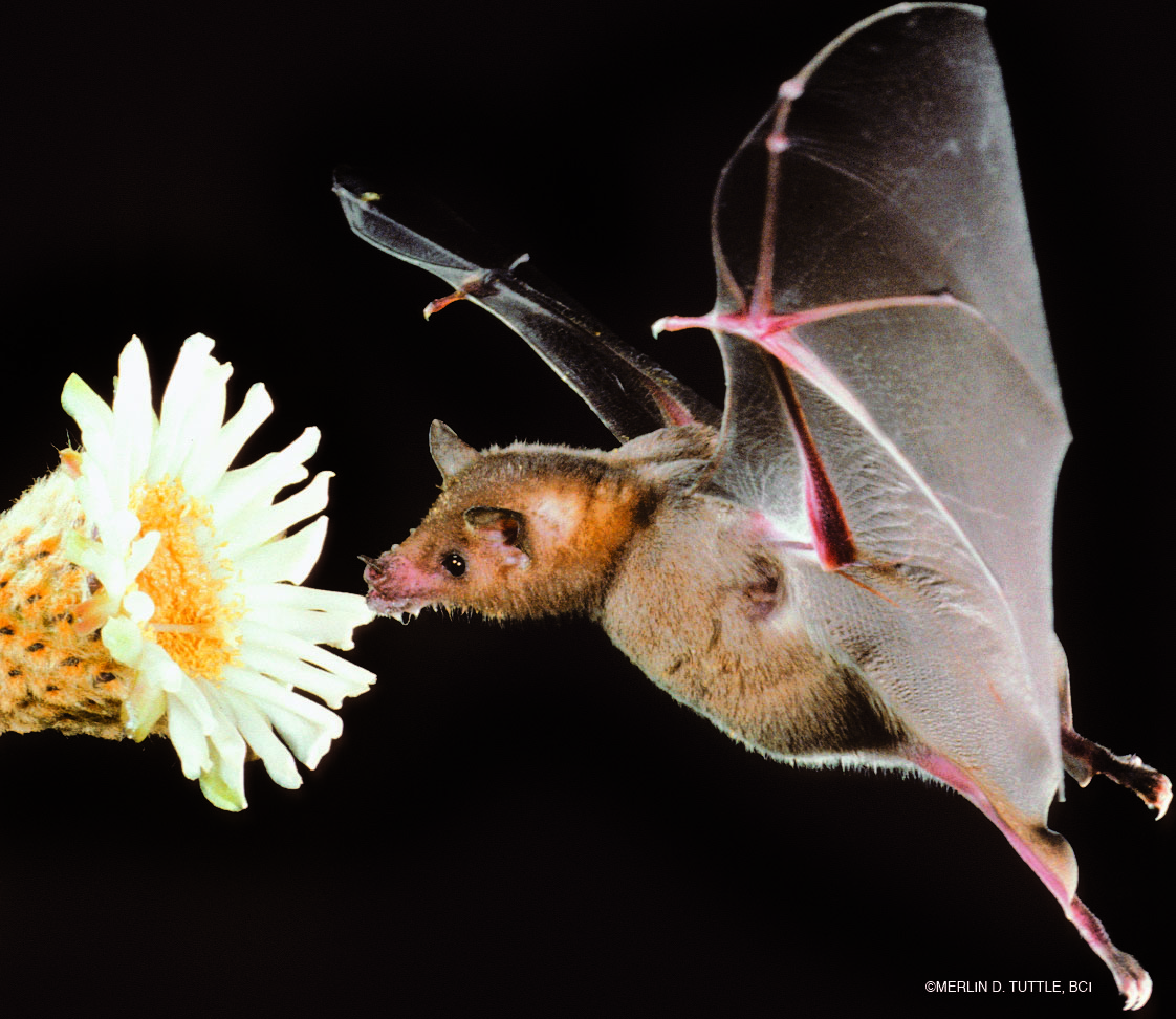 Bat Conservation International