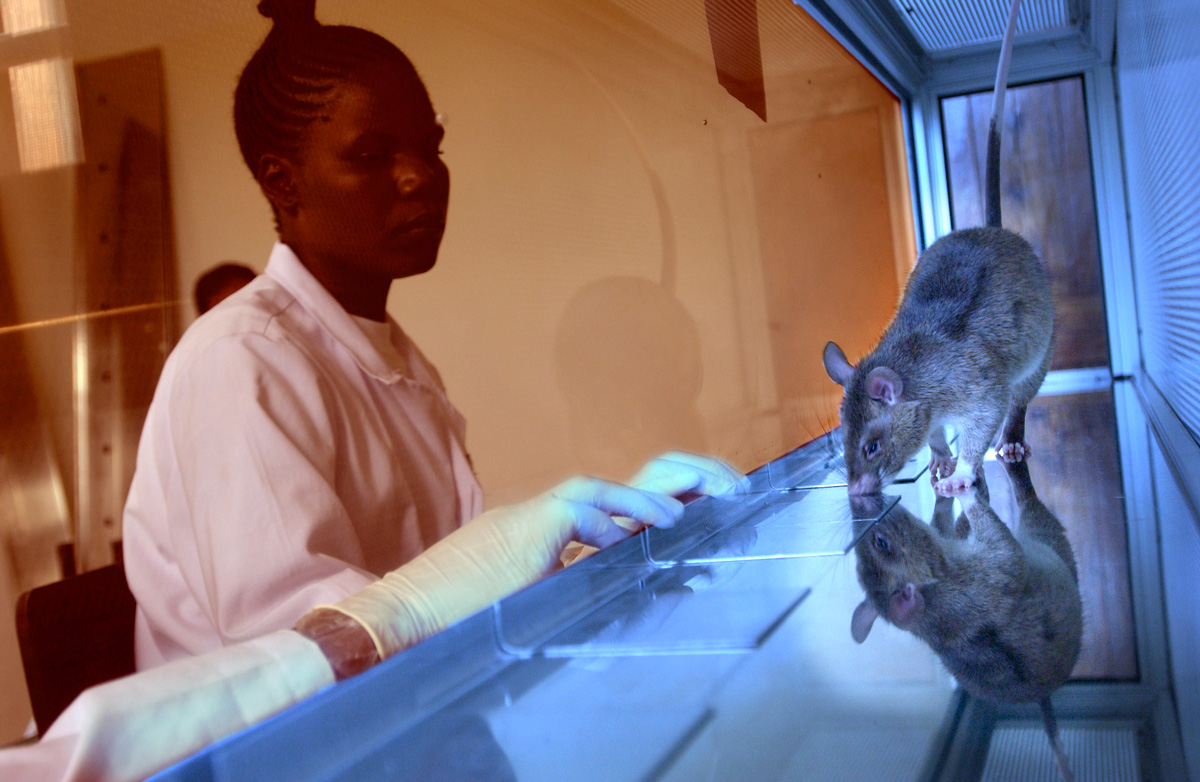 Apopo HeroRAT training