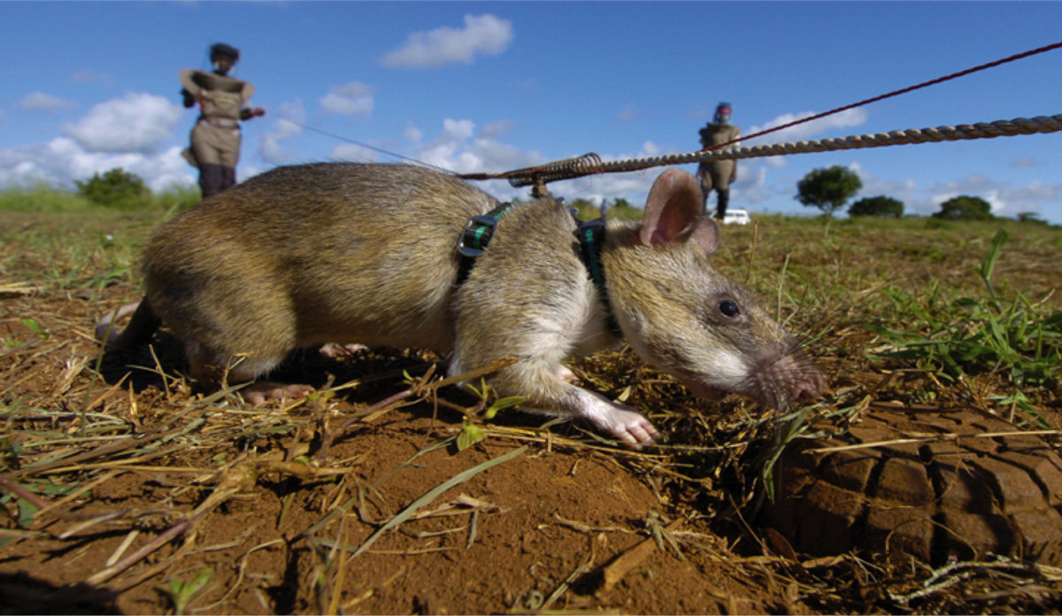 Apopo HeroRAT