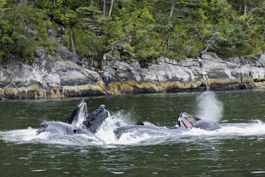 2020-q1-hg-stand-earth-humpbacks-fishing-photo-credit_-a-wright